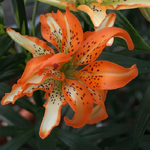 Must See Asiatic Lily (2/bag)