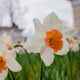 Daffodil Accent (5 bulbs)