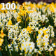 Daffodil 100 Moss Mountain Meadow Mix