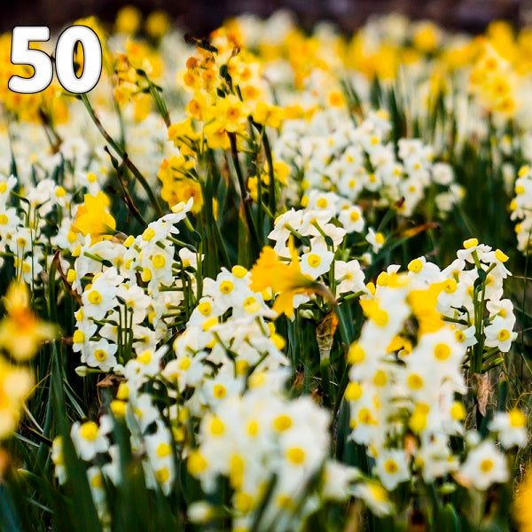 Daffodil 50 Moss Mountain Meadow Mix