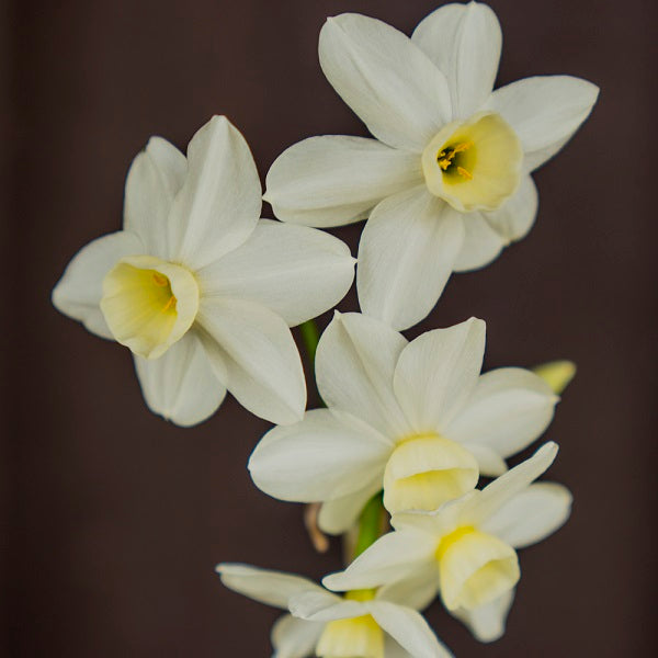 Daffodil Minnow (5 bulbs)