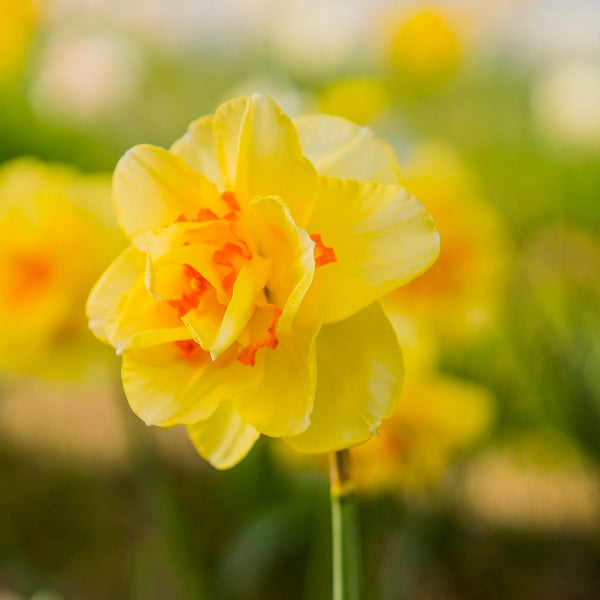 Tahiti Daffodil (5 bulbs)