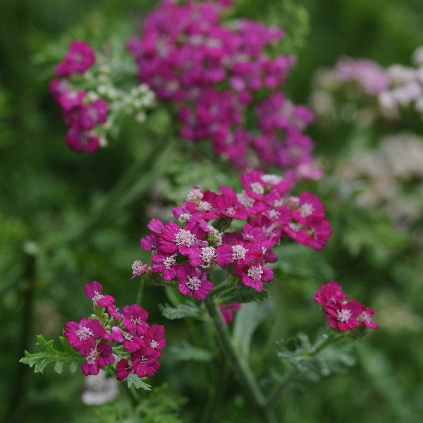 New Vintage™ Violet Yarrow