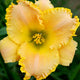 Nance Karen - Daylily