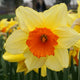 Fortissimo Daffodil