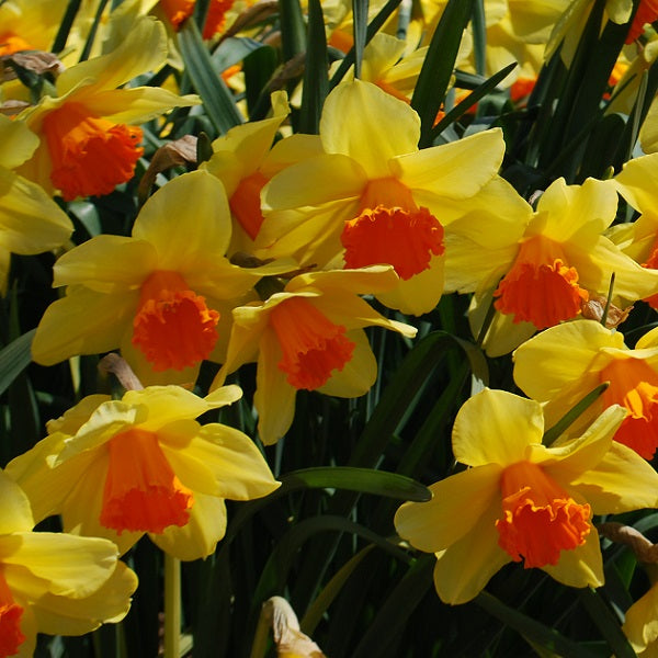 Fortissimo Daffodil