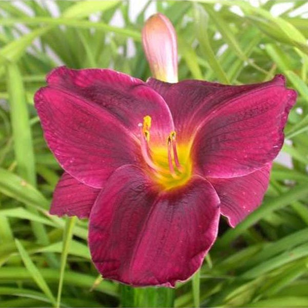 Native Land Daylily