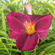 Native Land Daylily - Heritage Collection