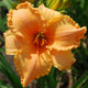 Nectarine Flip Daylily - representative mature plant