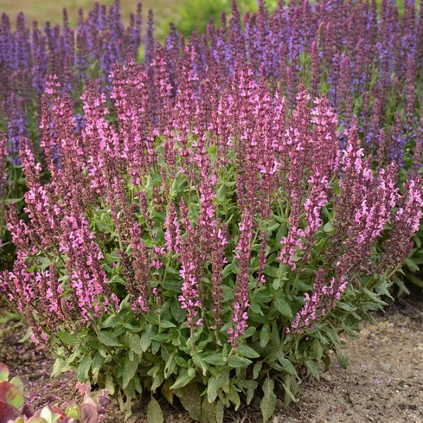 New Dimension Rose Salvia