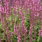 New Dimension Rose Salvia