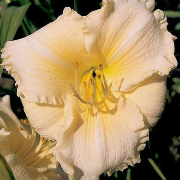 New Moonstone - Daylily