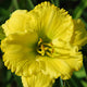 Nifty Yellow Daylily