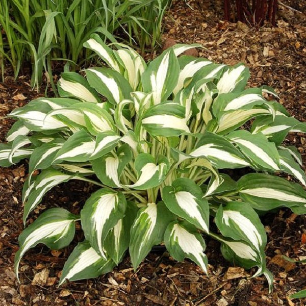 Night Before Christmas - Medium Hosta