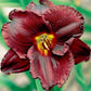 Night Symphony - Daylily