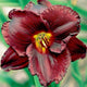 Night Symphony - Daylily