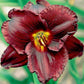 Tets Daylily Collection