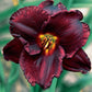 Night Symphony - Daylily