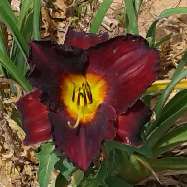 Night Symphony - Daylily