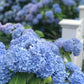 Nikko Blue Hydrangea