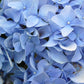 Nikko Blue Hydrangea