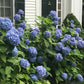 Nikko Blue Hydrangea