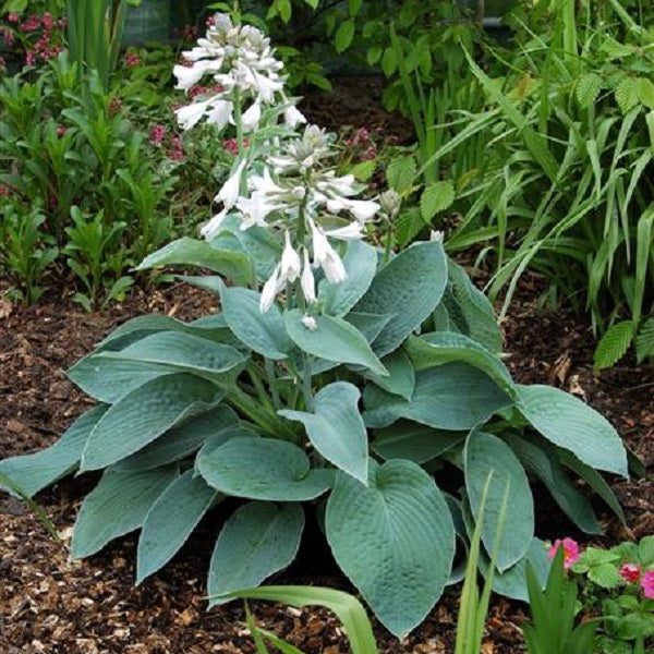 Big Mama - Giant Hosta