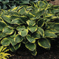 F. Aureomarginata Hosta