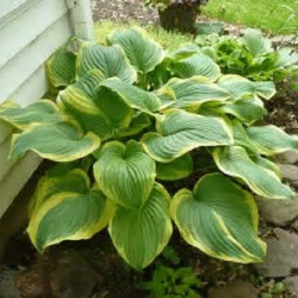 Fragrant Dream Hosta