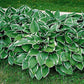 Francee Hosta