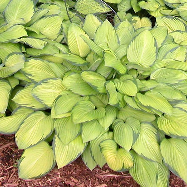 Gold Standard Hosta