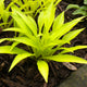 Munchkin Fire - Dwarf Hosta