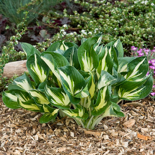 Sting - Medium Hosta