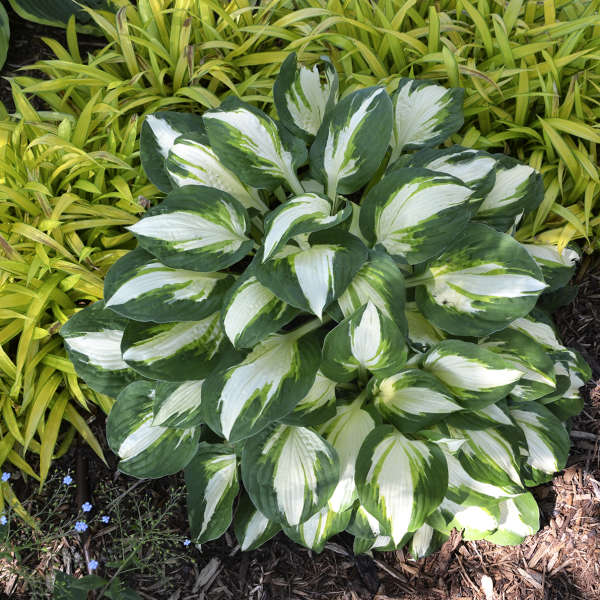 Vulcan Hosta