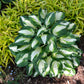 Tall Hosta Collection