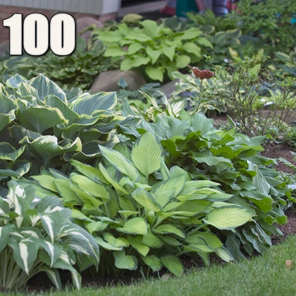 100 Mixed Hosta