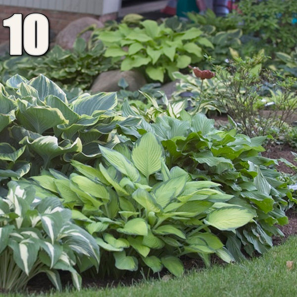 10 Mixed Hosta