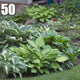 50 Mixed Hosta