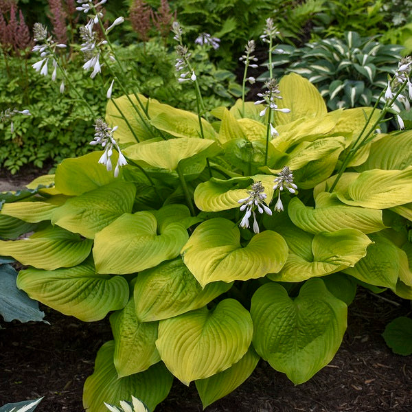 Age of Gold - Giant Hosta