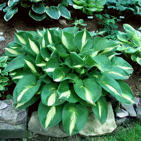 Ann Kupla - Tall Hosta