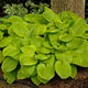 August Moon Hosta