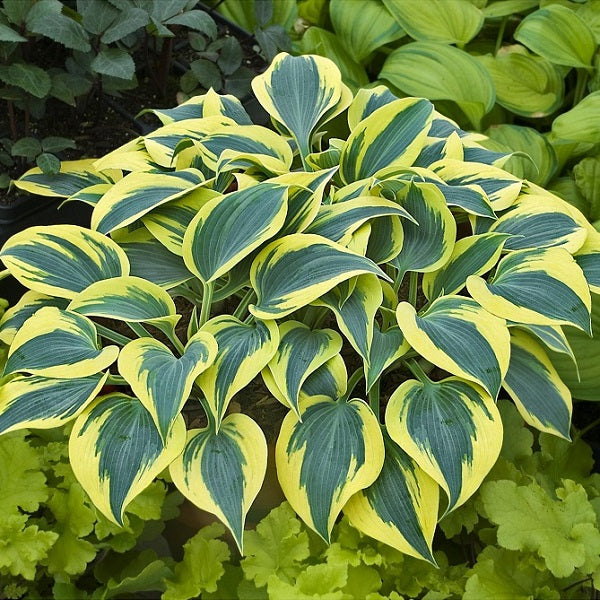 Autumn Frost Hosta