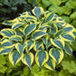 Get them All Hosta Collection