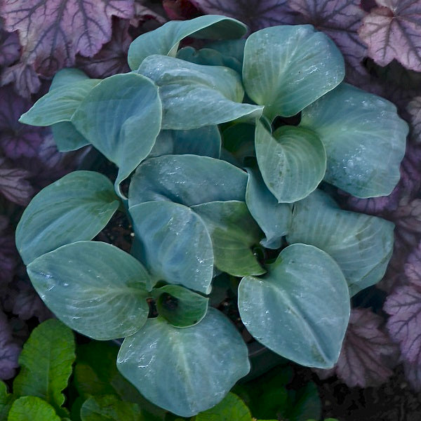 Blue Elf - Dwarf Hosta