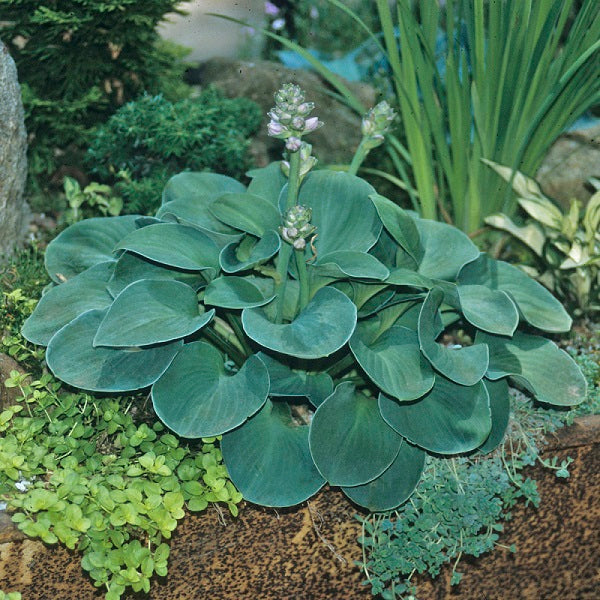 Dwarf Hosta Collection