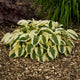 Brim Cup - Medium Hosta