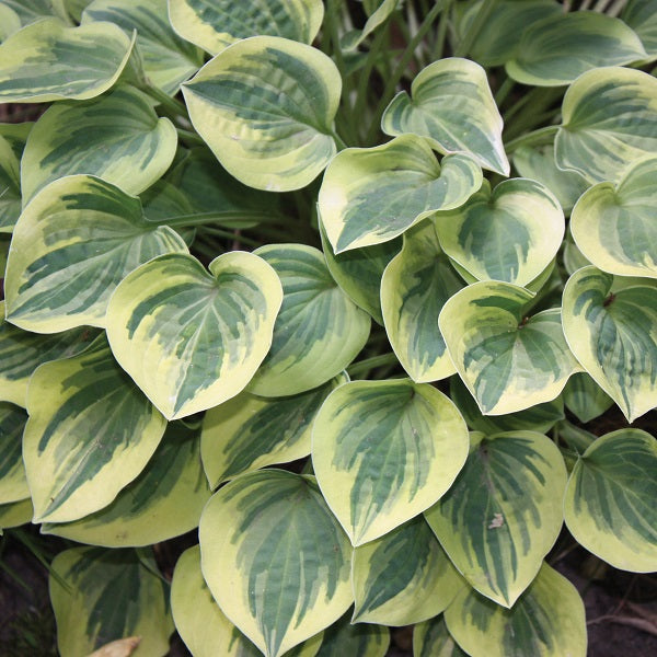 Dwarf Hosta Collection