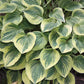 Get them All Hosta Collection