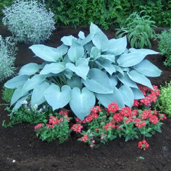 Canadian Blue - Tall Hosta