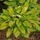 Captain Kirk Hosta